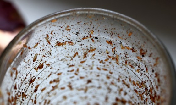 Drosophila limonadensis larvosa disgustata puberastica